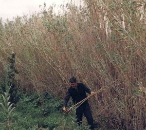 Is Launeddas - articolo strumentiemusica.com - Raccolta Canne