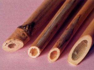 Is Launeddas - articolo strumentiemusica.com - Canne Sezionate